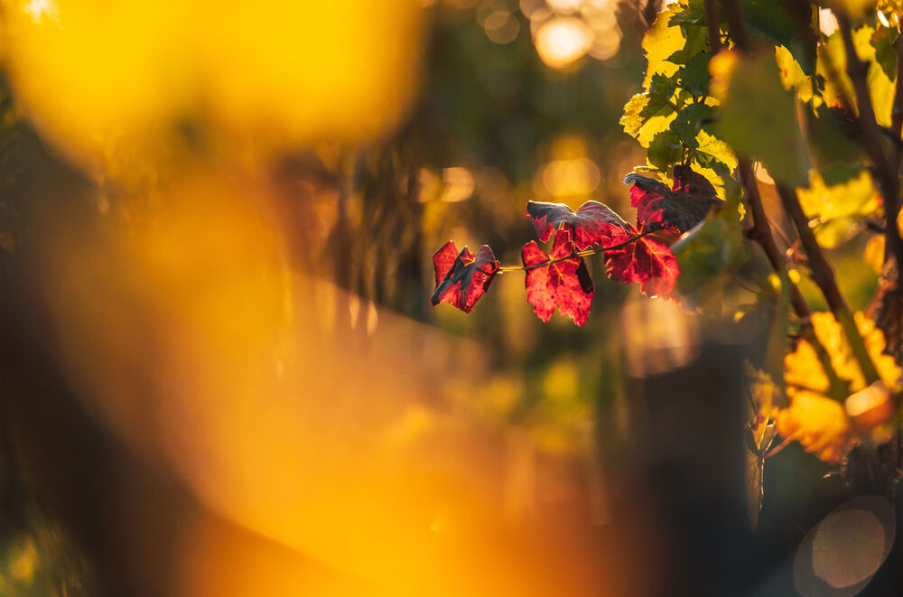 Goldene Blätter im Herbst